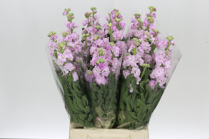 Matthiola Iron Cherry Blossom