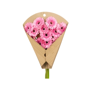 GERB PRESEMY <10 HA < 50 CM DIAM < 10 CM ROSA