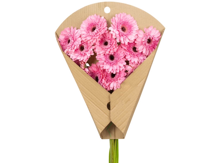 <h4>GERB PRESEMY <10 HA < 50 CM DIAM < 10 CM ROSA</h4>