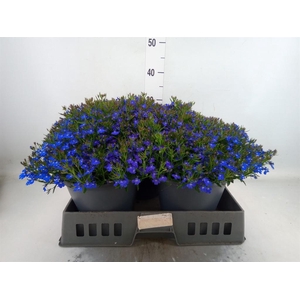 Lobelia erin. 'Hot Springs Dk Blue'