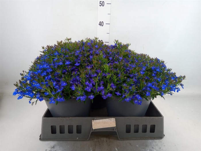 Lobelia erin. 'Hot Springs Dk Blue'