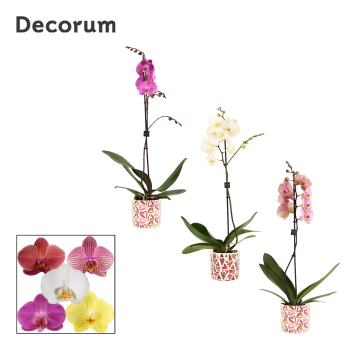 <h4>Phalaenopsis 1 tak 9+ mix in Julia (Deco-collection)</h4>