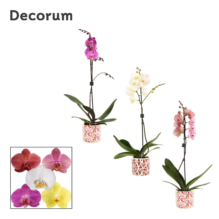 <h4>Phalaenopsis 1 tak 9+ mix in Julia (Deco-collection)</h4>
