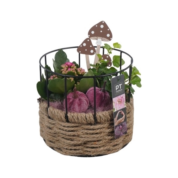 <h4>PTHI5445 Arrangement Herfst Indoor in touw mand met metaal</h4>
