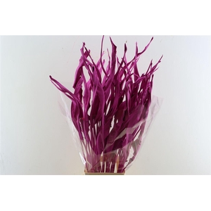 Dried Strelitziablad Cerise P Stem