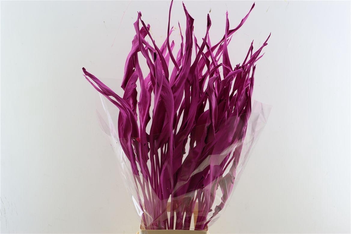 <h4>Dried Strelitziablad Cerise P Stem</h4>