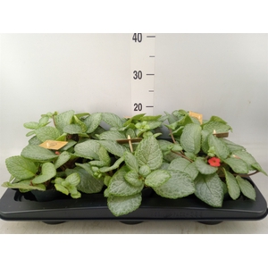 Episcia   ...