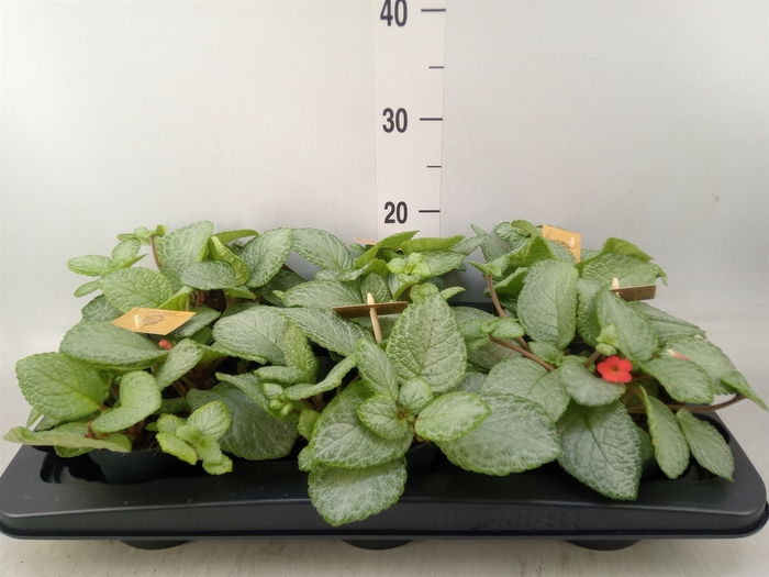 <h4>Episcia   ...</h4>