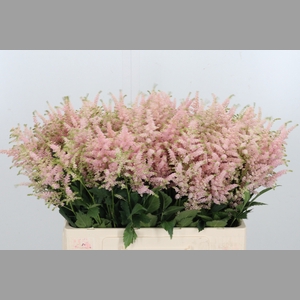 Astilbe Europa Roze