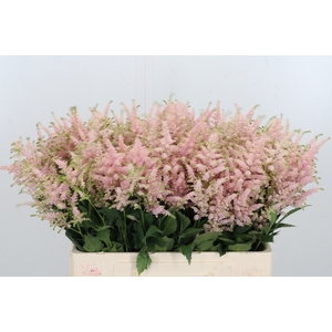 Astilbe Europa Roze