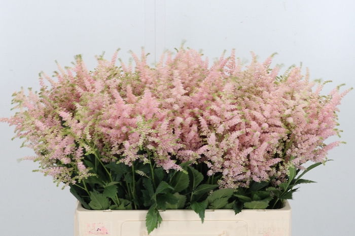 <h4>Astilbe Europa Roze</h4>