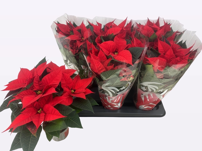 <h4>EUPHOR P FREYA</h4>