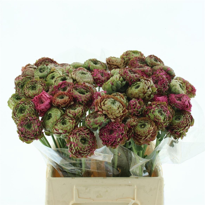 <h4>Ran Ponpon Aladdin Green/cerise Extra</h4>