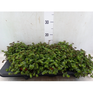 Callisia repens