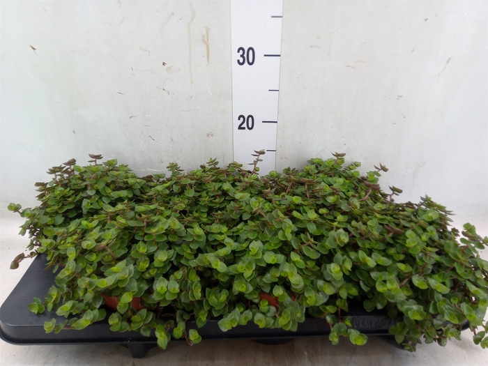 <h4>Callisia repens</h4>