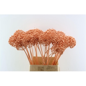 Allium Kbh Salmon P St