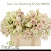 Serr Blushing Brides White