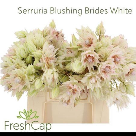Serr Blushing Brides White