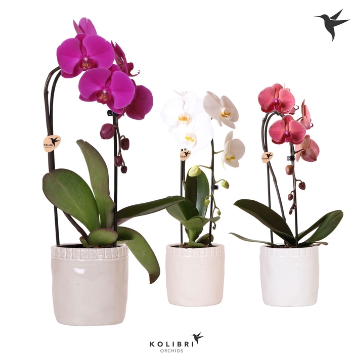 <h4>Kolibri Orchids Phalaenopsis Cascade Niagara Fall mix 1 spike in Stones pot mix</h4>