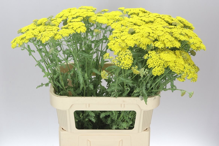 <h4>Achillea Moonshine</h4>