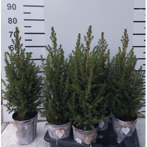 PICEA GL CONICA