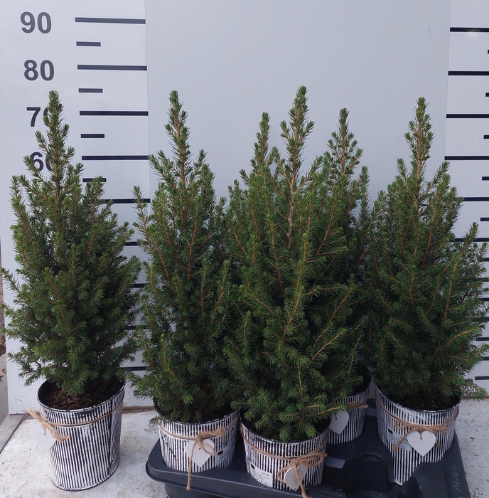 <h4>PICEA GL CONICA</h4>
