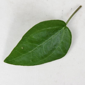 HEDERA HELIX Mein Herz  9 cm