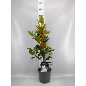 Magnolia grandiflora