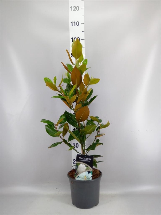 <h4>Magnolia grandiflora</h4>