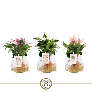 Aqua Roots Torino glas Mix