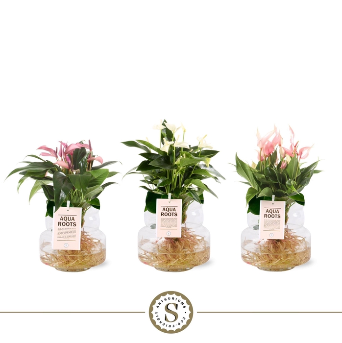 <h4>Aqua Roots Torino glas Mix</h4>