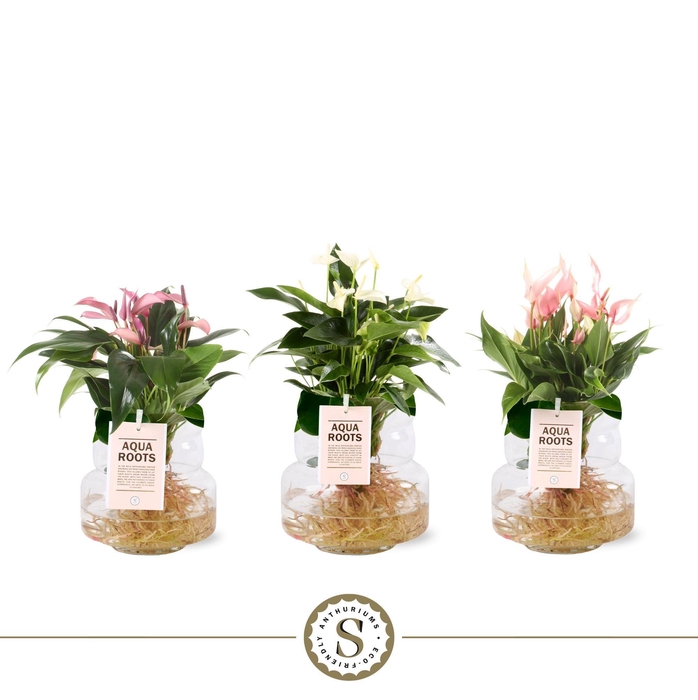 <h4>Aqua Roots Torino glas Mix</h4>