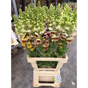 Antirr Sult L Yellow