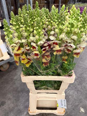 <h4>Antirr Sult L Yellow</h4>