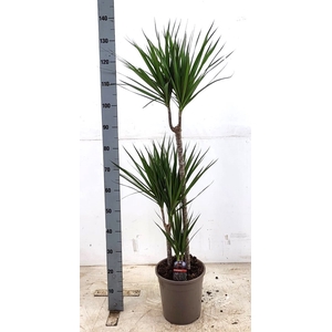 Dracaena Marginata 24Ø 120cm 3pp