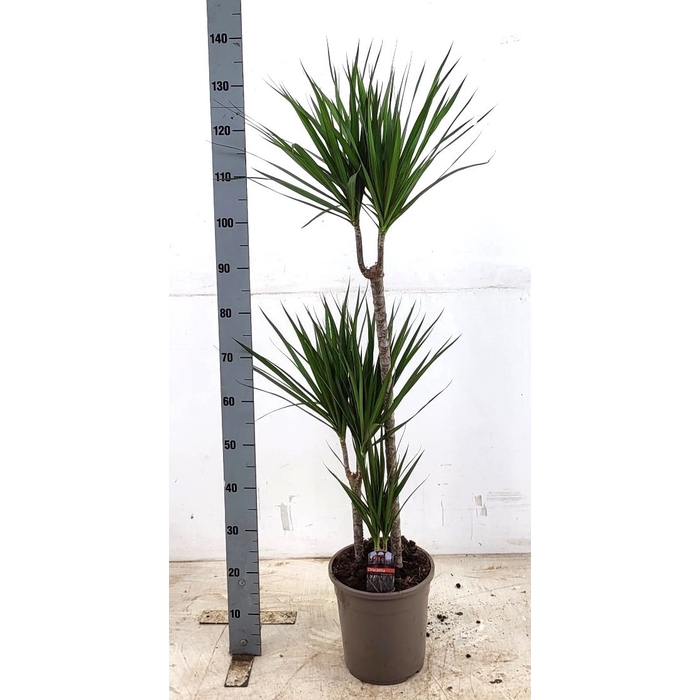<h4>Dracaena Marginata 24Ø 120cm 3pp</h4>