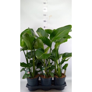 Strelitzia nicolai