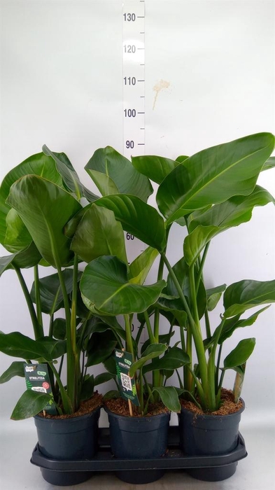 <h4>Strelitzia nicolai</h4>