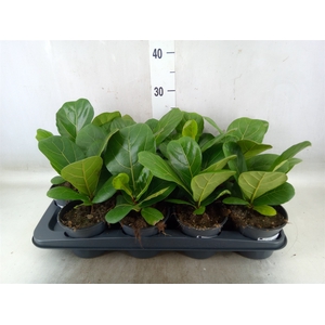 Ficus lyrata