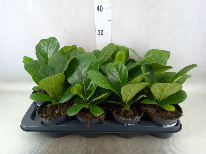 <h4>Ficus lyrata</h4>