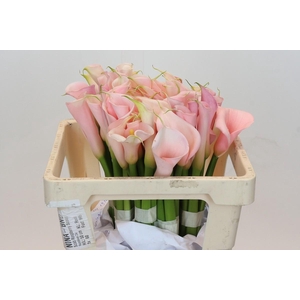 Zantedeschia Eydolls Salmon