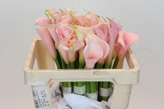 <h4>Zantedeschia Eydolls Salmon</h4>