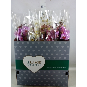 Phalaenopsis   ...mix
