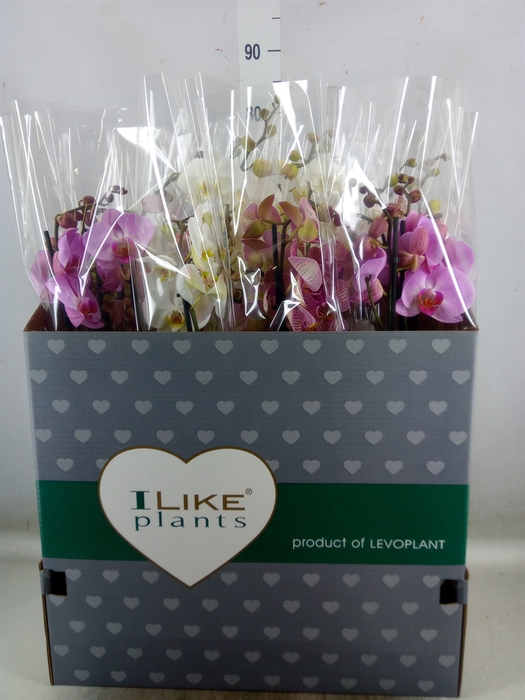 <h4>Phalaenopsis   ...mix</h4>
