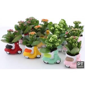ARR KALANCHOE