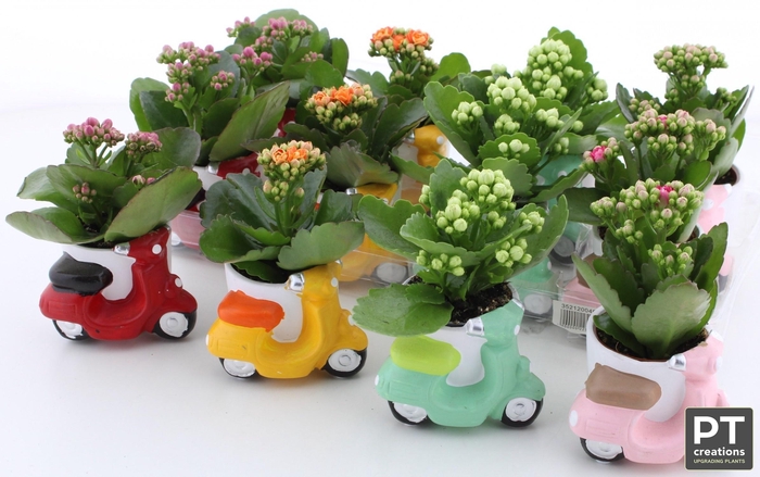 <h4>ARR KALANCHOE</h4>