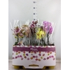 Phalaenopsis   ...mix