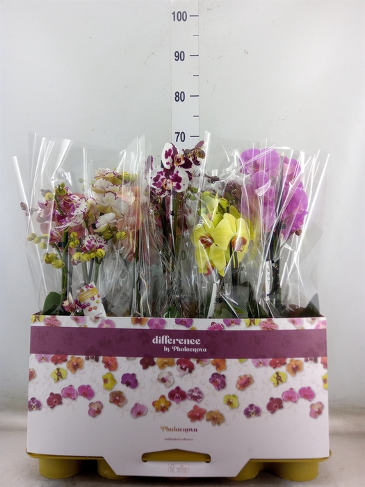 Phalaenopsis   ...mix