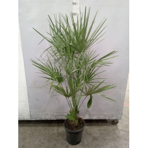Chamaerops humilis