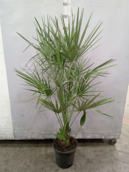 <h4>Chamaerops humilis</h4>